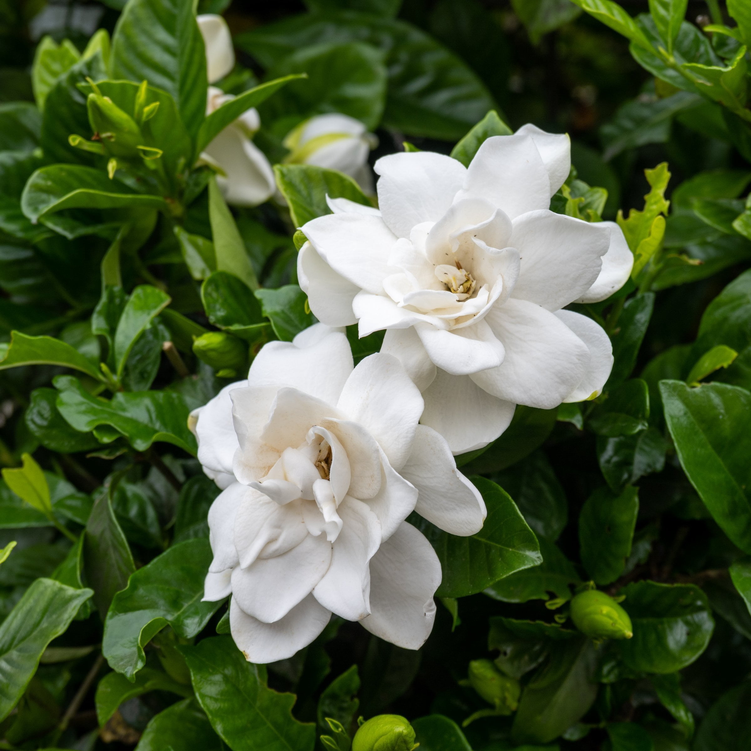National Plant Network 3 gal. Gardenia Stairway To Heaven Live Shrub