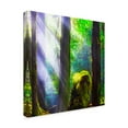 thumbnail image 2 of Trademark Fine Art 'Forest Light Square' Canvas Art by Jason Matias, 2 of 3