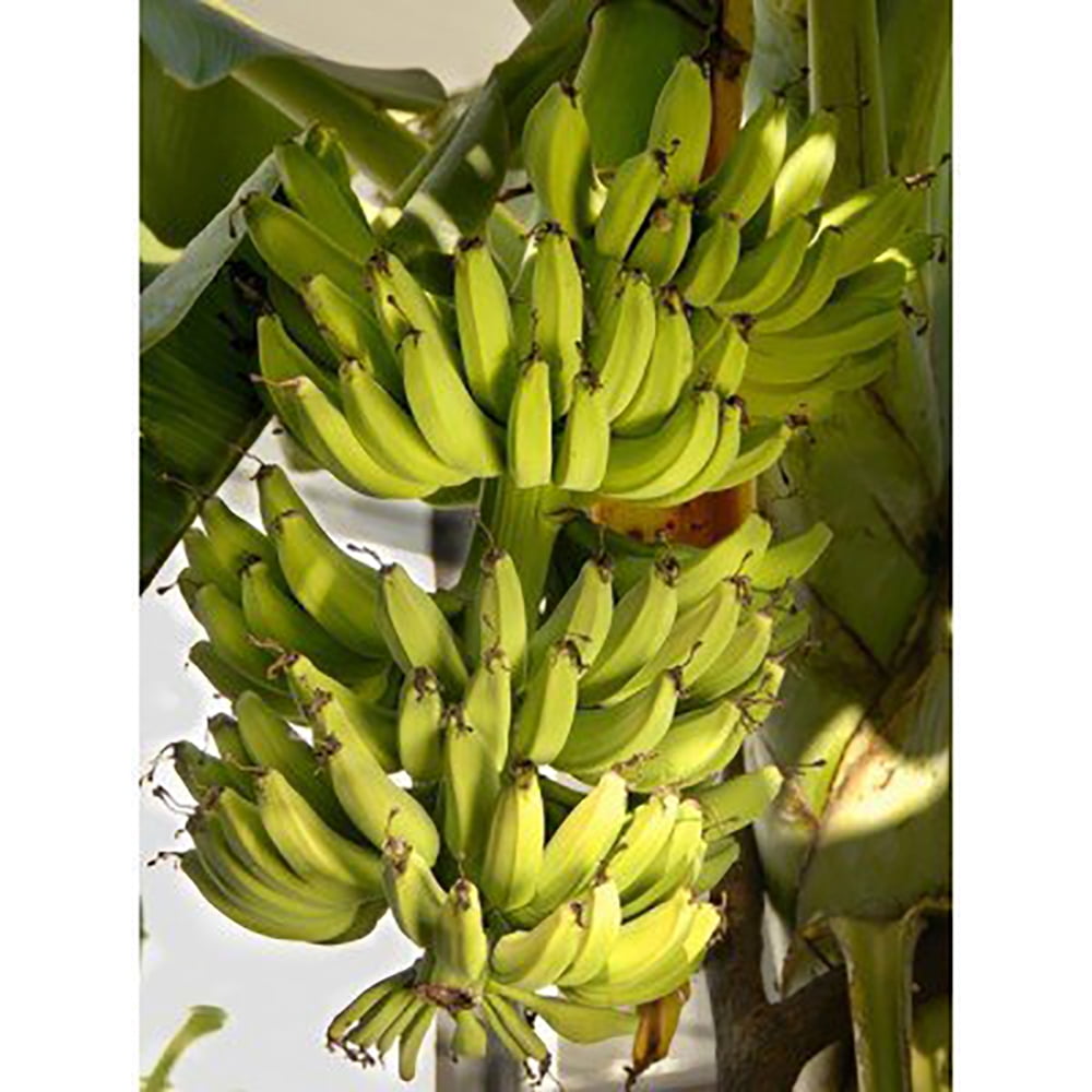 Banana Seeds Musa Acuminata 25 Seeds Walmart Com Walmart Com,Indian Hawthorn Hedge