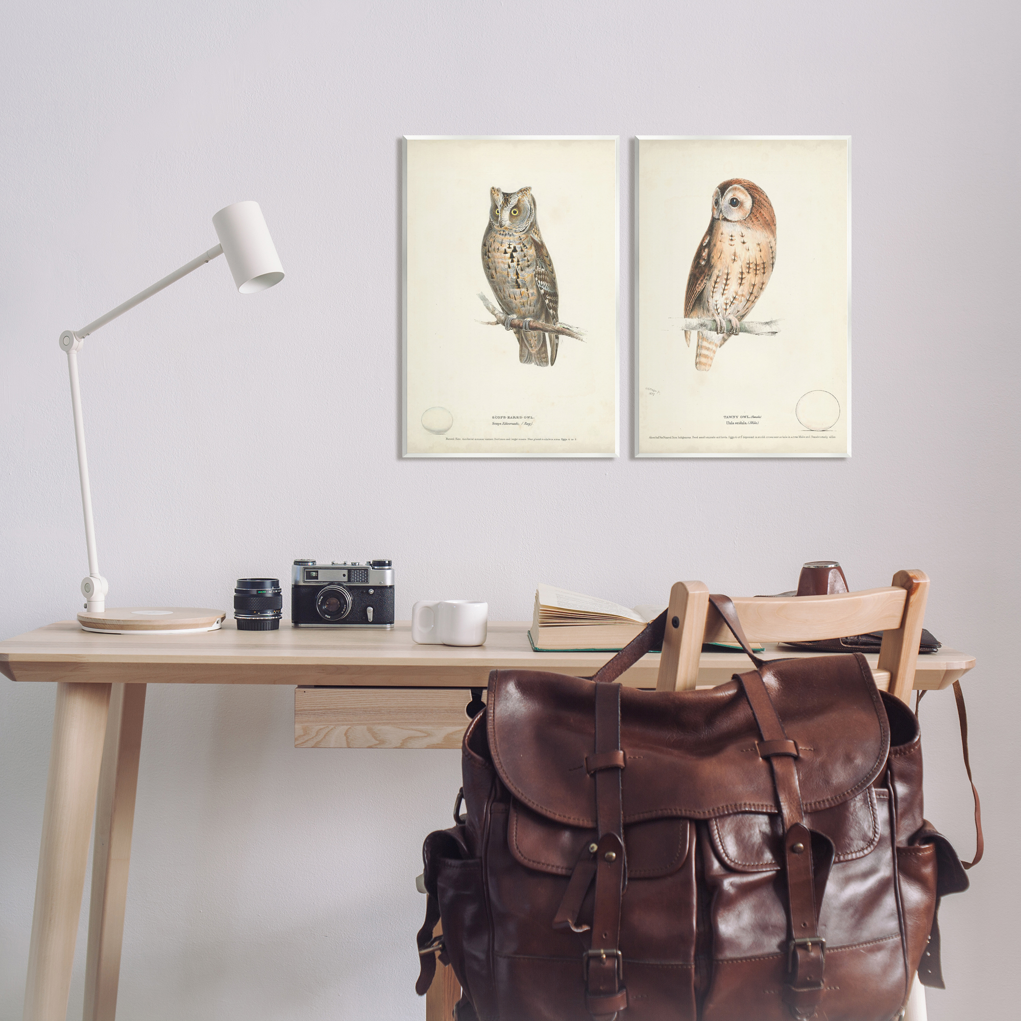 Stupell Industries Owl Breeds Latin Study Page Detailed Bird Animal Graphic Art Unframed Art Print Wall Art, Set of 2, Design by H. L. Meyer