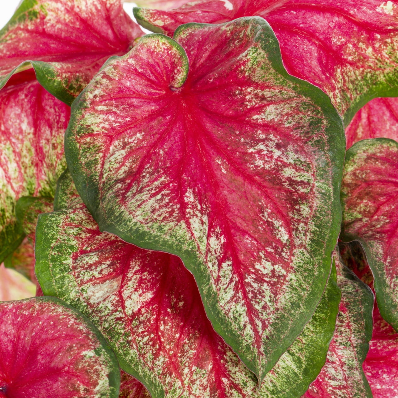 Proven Winners 2QT Pink Caladium Live Annual Plant Sun 3-Pack