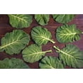 thumbnail image 6 of Georgia Southern Collards Seeds for Planting, 500+ Heirloom Seeds Per Packet Non GMO Seeds, Scientific Name Brassica oleracea, Great Home Garden Gift, 6 of 8