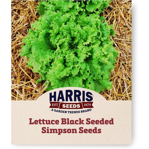 Harris Seeds - Lettuce Seeds Black Seeded Simpson Variety Tender Leaves - 250 Seeds
