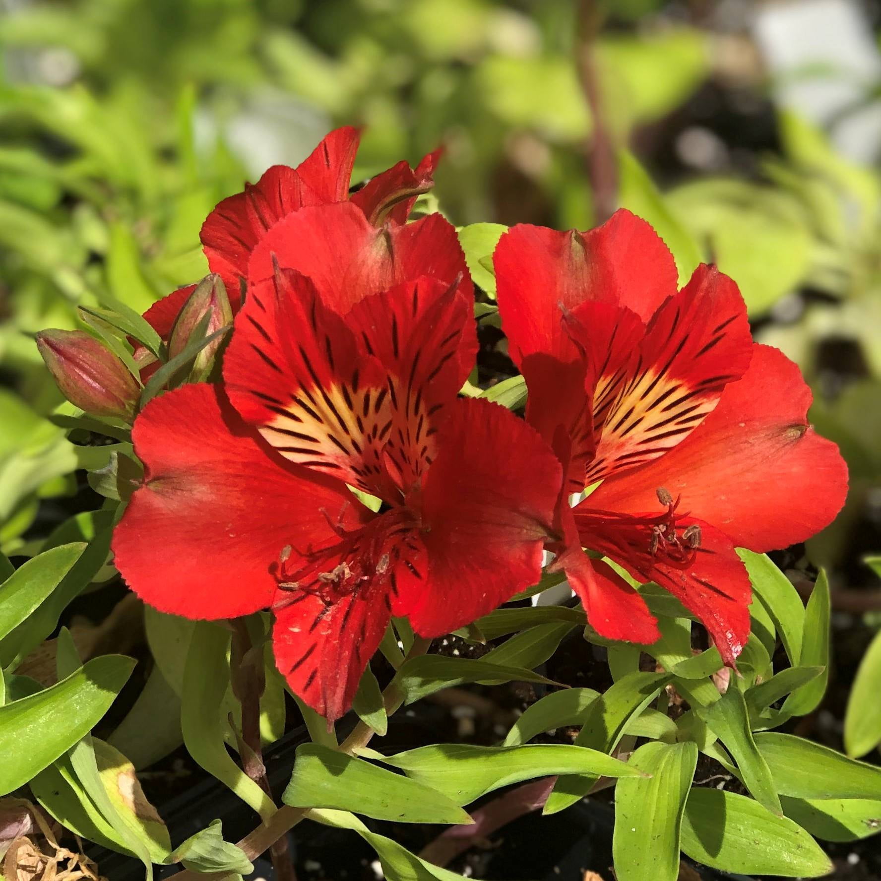 Alstroemeria Colorita ‘Kate’ (Potted Plant) - Walmart.com - Walmart.com