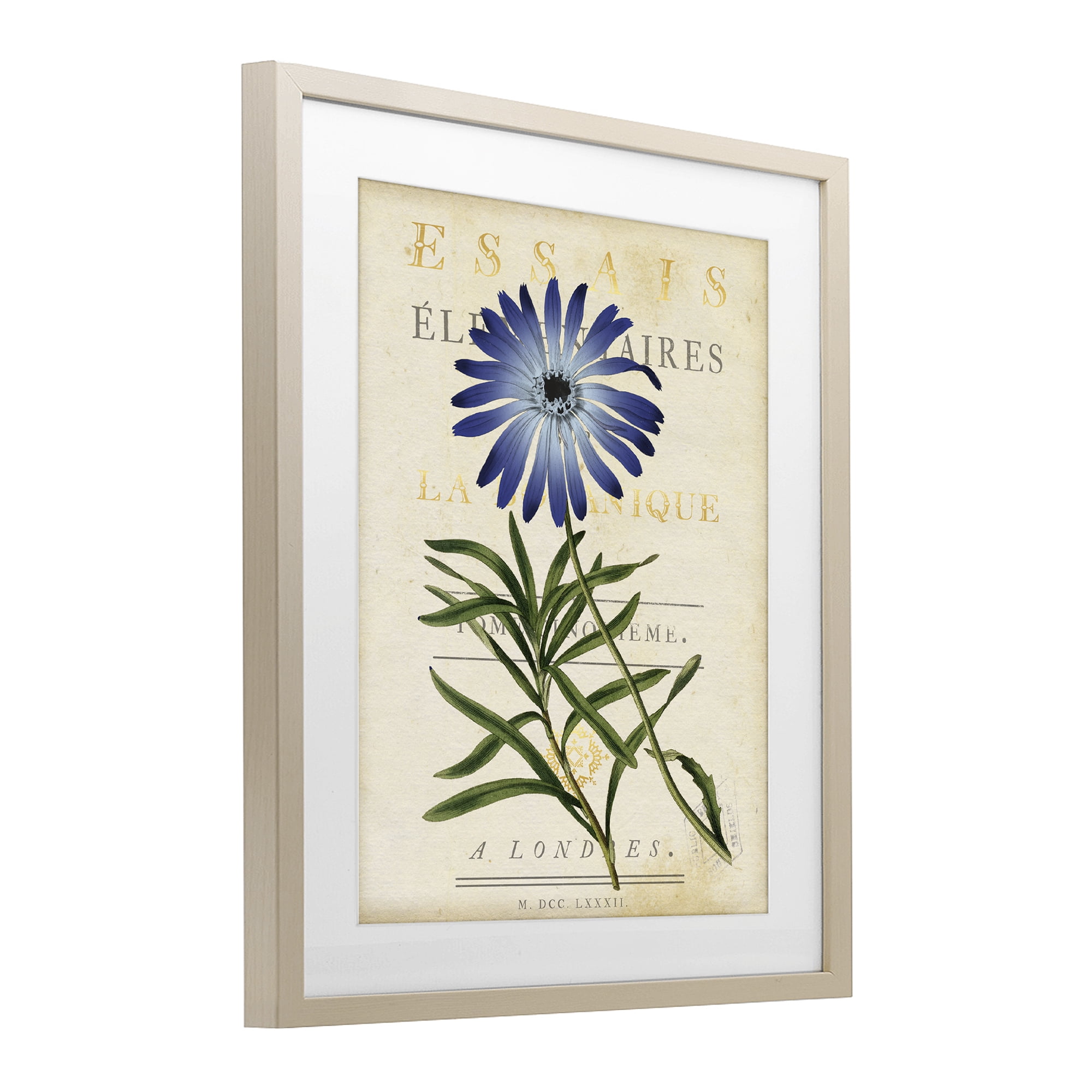 Stupell Industries Natural Botany Daisy Birch Framed Print Under Glass, design by Susan Arnot