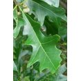 Overcup Oak Tree Live Seedlings Quercus Lyrata Ideal for