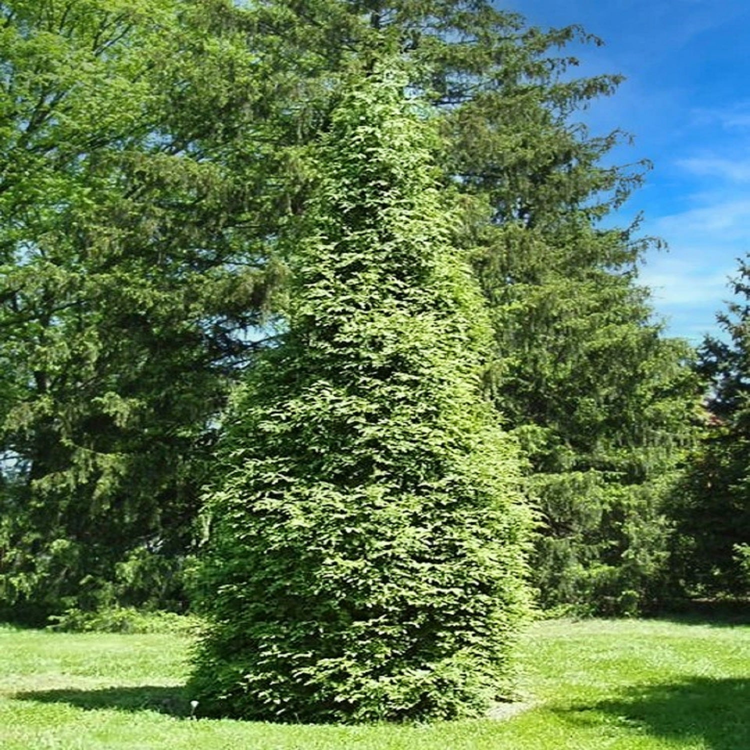Expert Gardener 1.5- 2 ft tall Green Giant Thuja Live Tree in 3-Gallon Grower Pot