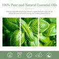 thumbnail image 6 of MAYJAM Basil Essential Oil Premium Grade Essential Oil for Diffuser and Aromatherapy, 30ml, 6 of 7