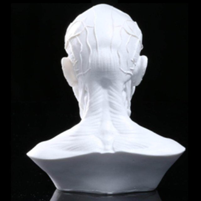 ziyahi Tête de Crâne d'Anatomie Modèle Humain 4 Pouces Muscle Os Tête de Crâne Dessin Blanc#2
