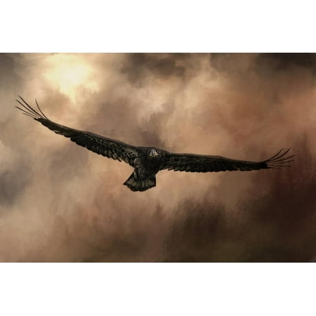 Juvenile American Bald Eagle - Juvenile Bald Eagle in the Sepia Sky Print Wall Art By Jai Johnson