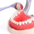 thumbnail image 4 of Odontoscopia oral: odontoscopia oral con ella para el cuidado dental oral ShuxiuWang 1327537113324, 4 of 5