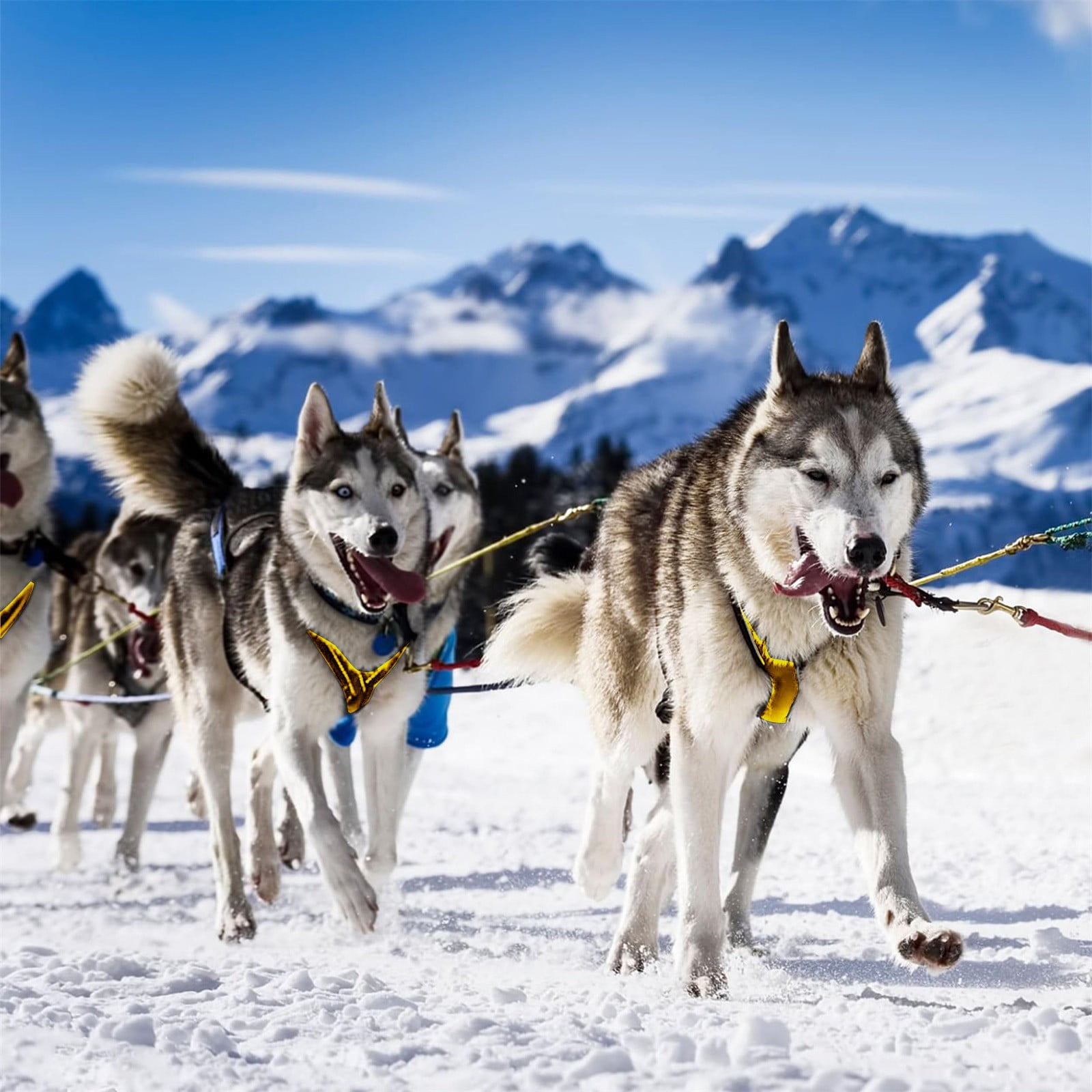 Dog Pulling Harness, Adjustable Sled Dog Harness for Large Breeds, Ideal for Running, Biking, Skiing, and Joring Sports