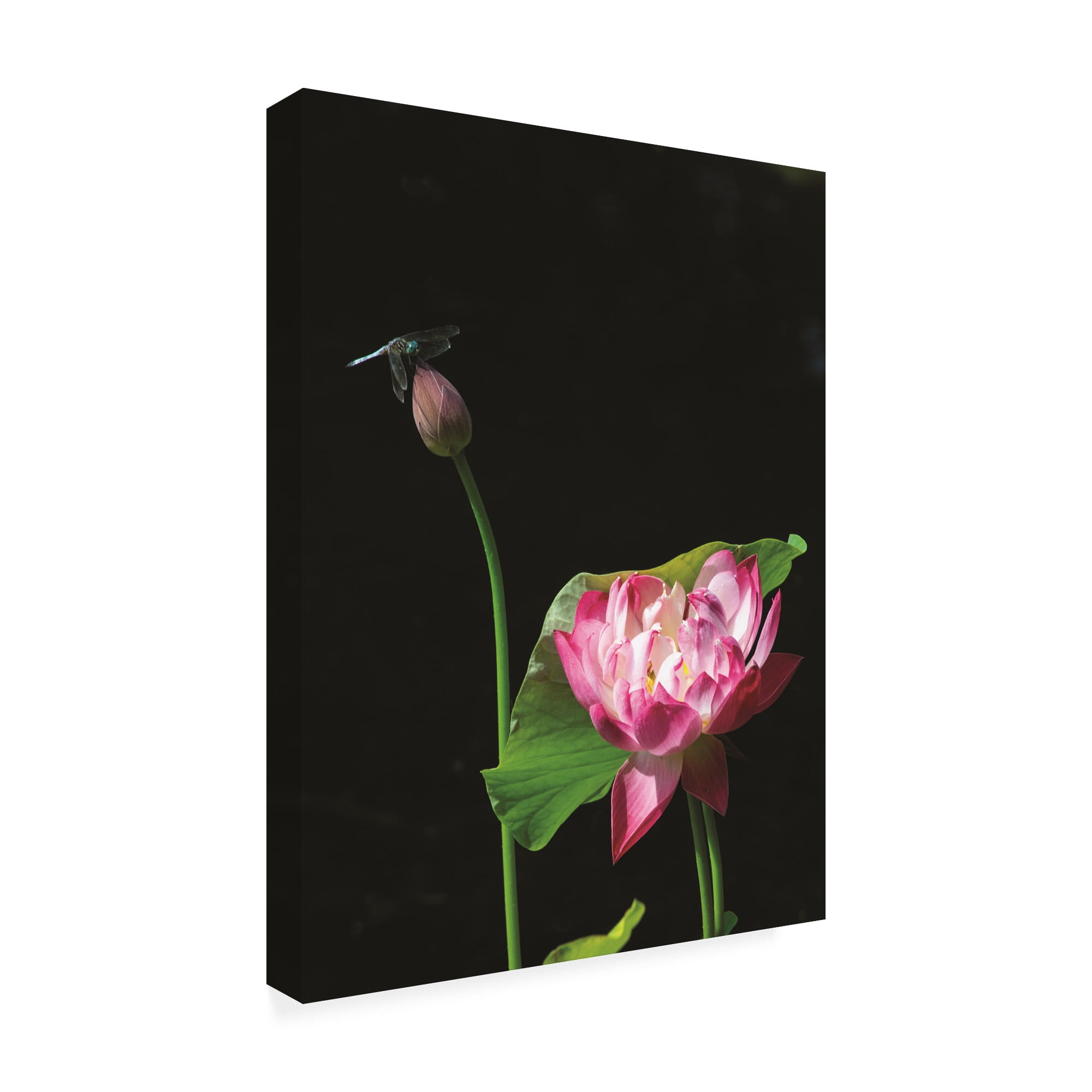 Trademark Fine Art 'Lotus Dragonfly' Canvas Art by Kurt Shaffer