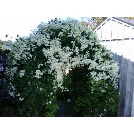 Sweet Autumn Clematis Vine - Clematis paniculata - Fragrant - 2.5" Pot