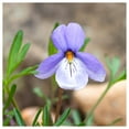 thumbnail image 2 of - 1 oz Birds Foot Violet Native Wildflower Seeds - Gold Vault Bulk Seed Packet, 2 of 2