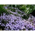 thumbnail image 4 of Moss Phlox 'Emerald Blue' - Live Starter Plant, 4 of 4
