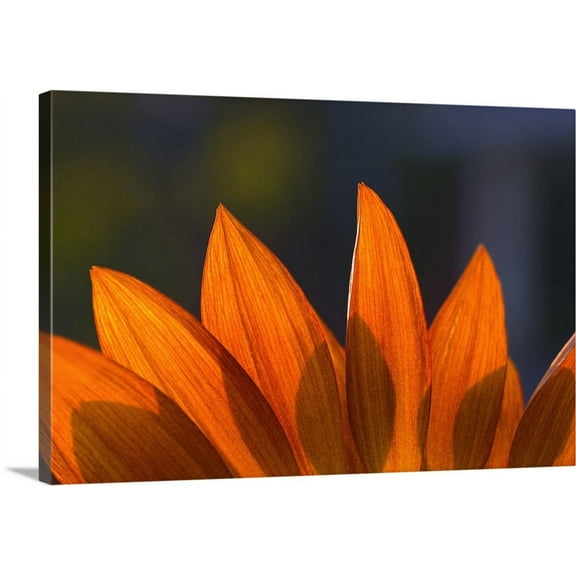 Great BIG Canvas | "Sunflower Close-Up" Canvas Wall Art - 24x16
