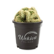 Brain Cactus - 1 Live Plant in a 4 Inch Growers Pot - Mammillaria Elongata 'Cristata' - Beautiful Structural Exotic Indoor Cacti Succulent Houseplant