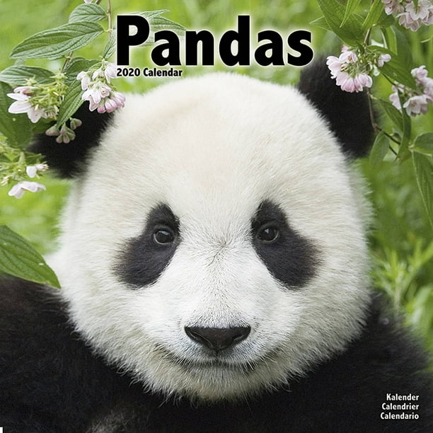 Pandas Wall Calendar 2020 by Avonside - Walmart.com - Walmart.com