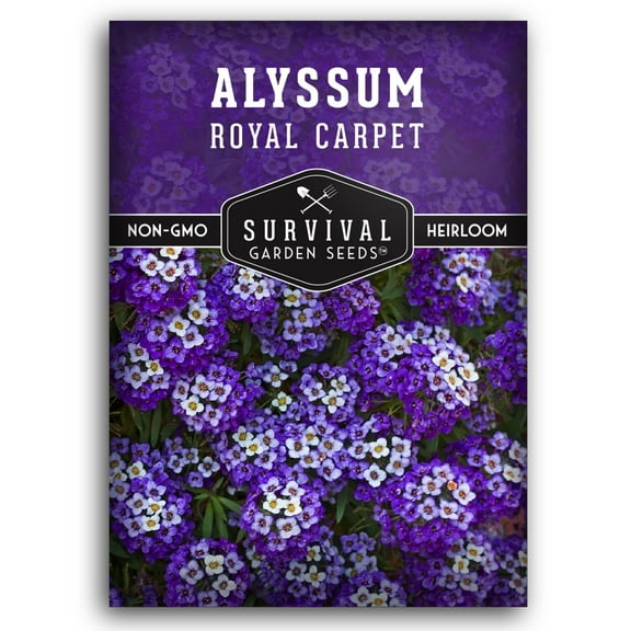 Royal Carpet Alyssum Seed - Heirloom Annual Full Sun Flowers - 1 Pack
