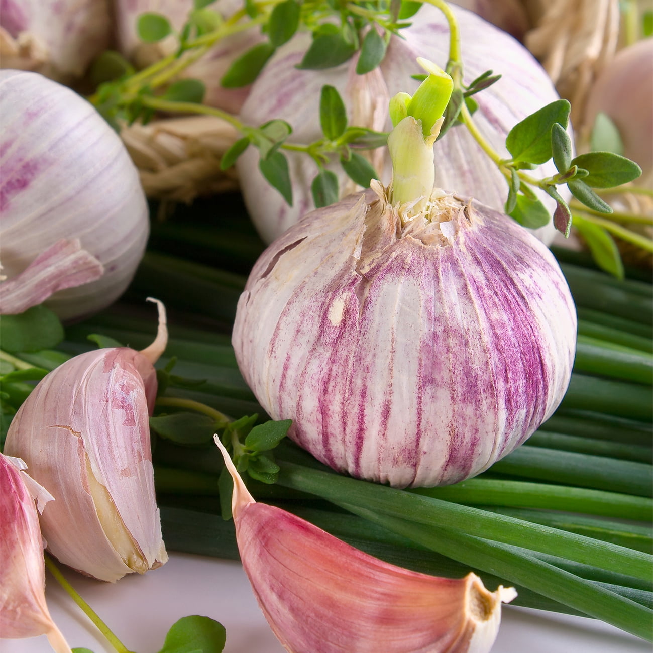 Van Zyverden Garlic Softneck Artichoke Sicilian 5 Bulbs White Full Sun