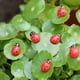 thumbnail image 4 of Adornos de jardín de hadas en miniatura, micropaisaje, escarabajo rojo carnoso y musgoso, mariquita de siete estrellas con pegamento, artesanías de madera, decoración del hogar, 4 of 5
