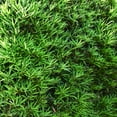 thumbnail image 3 of Pringles Podocarpus in 3 Gal. Grower's Pot - Perfect for hedges or topiary, 3 of 7