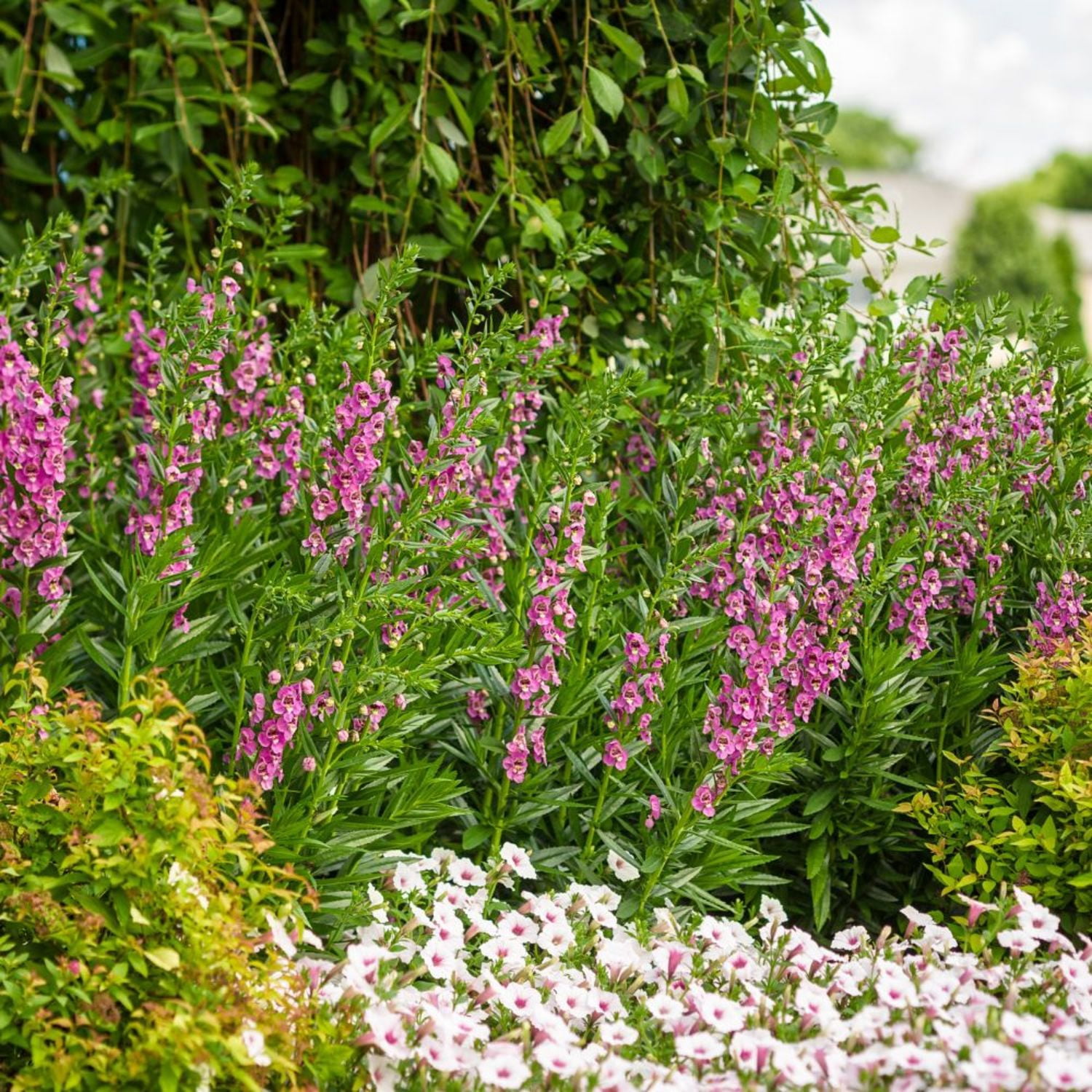 Proven Winners 8" Angelface Perfectly Pink Summer Snapdragon Live Plant in 6.5" Pot