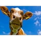 thumbnail image 1 of Drill Diamond Painting (DE5366) Full Rhinestone Picture DIY Animals Poster (LD627) 30x40cm FLhrweasw Nuevo, 1 of 1