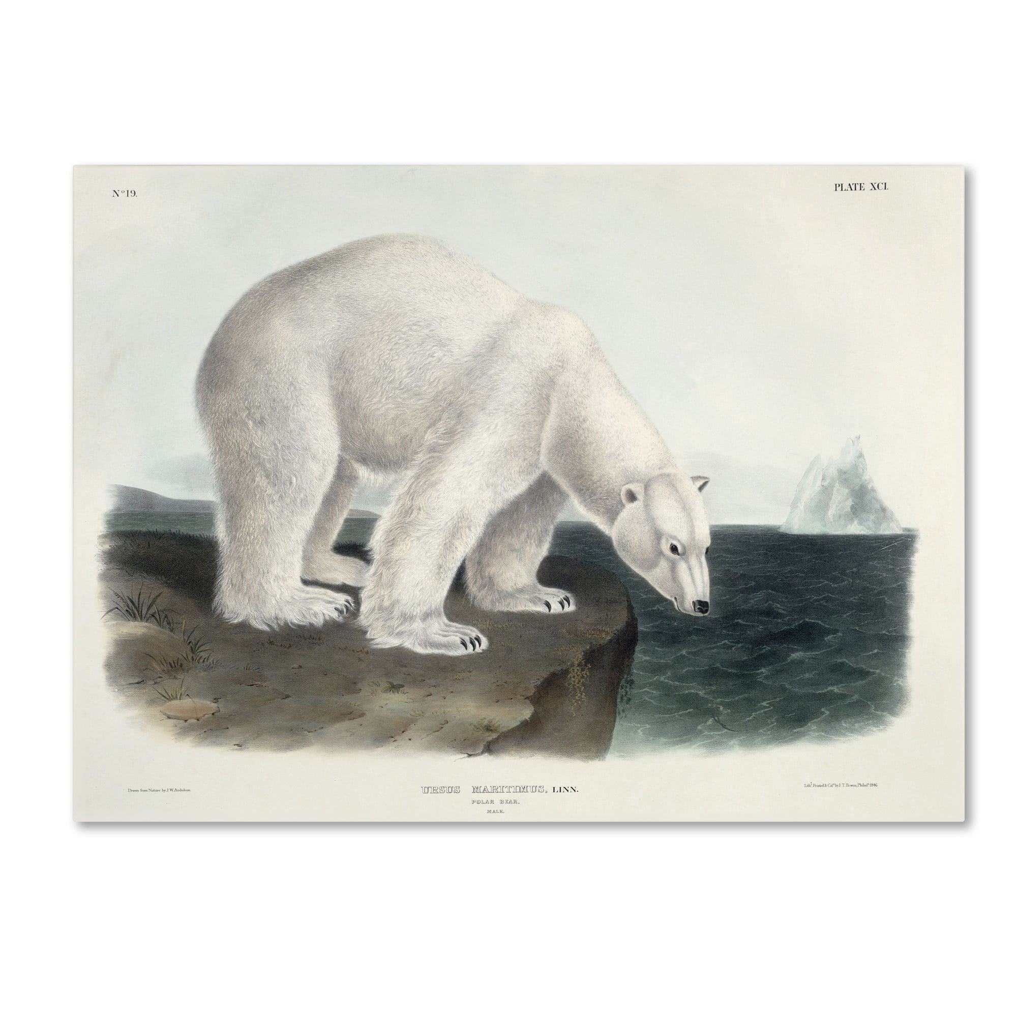 Trademark Fine Art "Ursus Maritimus Polar Bear" Canvas Art by John James Audubon