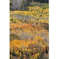 thumbnail image 2 of Jaynes Gallery 17x24 White Modern Wood Framed Museum Art Print Titled - USA-Colorado-Uncompahgre National Forest Autumn-colored forest, 2 of 4