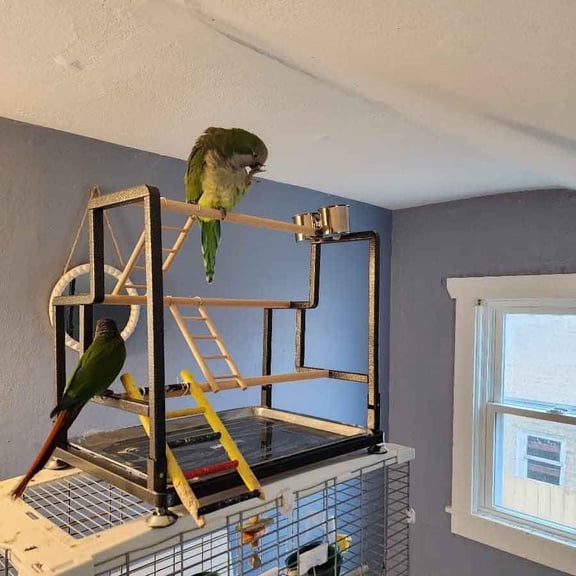 Bird Playground, Playstand with Collapsible Metal Frame, Quick-Install No Tool, Standing Perch, Ladders and Bird Cups