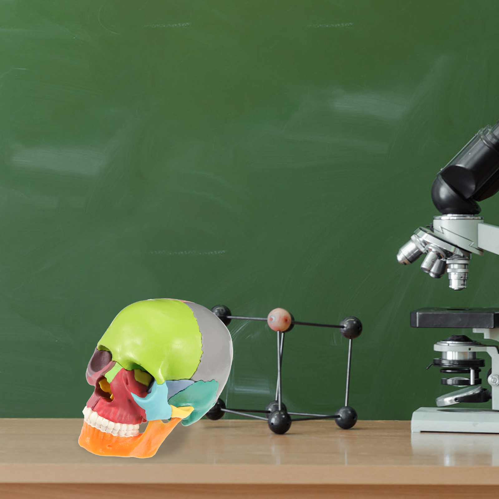 Skull Head Medical Model Human Skull Model Colorful Medical Anatomical