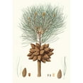 thumbnail image 3 of Aylmer Bourke Lambert 11x14 Black Modern Framed Museum Art Print Titled - Pinus Brutia - Calabrian Pine. (1837), 3 of 5