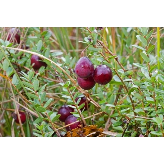 RedCrocus Cranberry Mini Evergreen-Edible Landscaping Plant  4" Pot (Pack of 4)