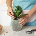 thumbnail image 5 of Bexikou 30 Pack Plants Nursery Pot,Soft Clear Plastic Planter,5 Sizes Seed Starting Pots Flower Plant Pots with Drainage Hole Plant Container for Seedlings Succulent Vegetable, 5 of 8