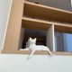 thumbnail image 5 of 1 gato geométrico de origami 3D hecho a mano, modelo de papel, decoración de escritorio o ventana, rompecabezas educativos, animal 3D (blanco), 5 of 5