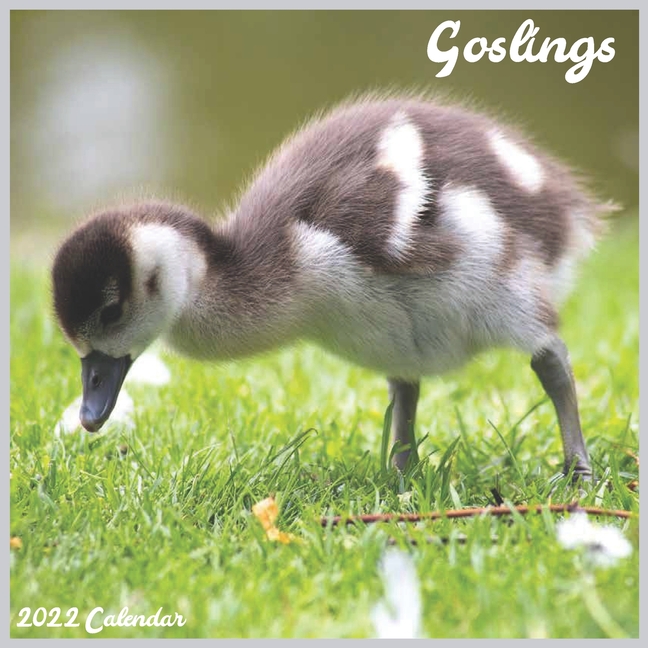 Goose For Christmas 2022 Goslings 2022 Calendar: Official Baby Goose 2022 Calendar, 16 Month  (Paperback) - Walmart.com