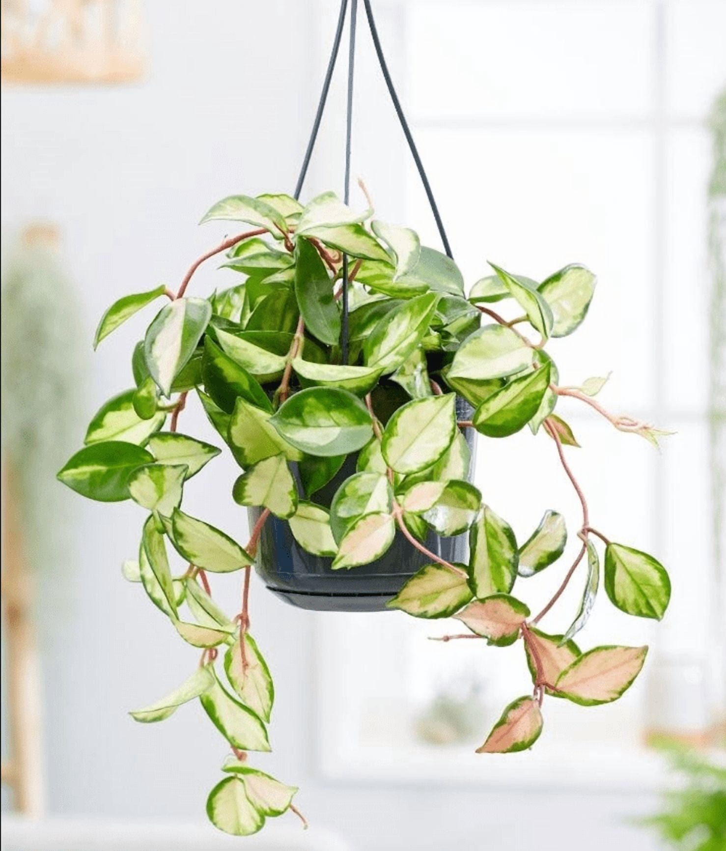 Hoya Carnosa Tricolor Plant Live for Planting, Tricolor Hoya Carnosa Plant in 2 Inch Pot for Indoor Outdoor
