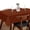Rust, variant on HEIRLOOM COMFORT Rust Cotton Tablecloth, Tabletop 52x70 Inch, Fits 4-6 Seats, Soft, Durable, Washable, Wrinkle Resistant, Rectangle Table Cloth for Dining, Thanksgiving, Fall Decor, Family Gathering
