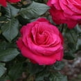 thumbnail image 3 of Heirloom Roses - Lady Mitchell™ English Legend Rose Plant, 3 of 7