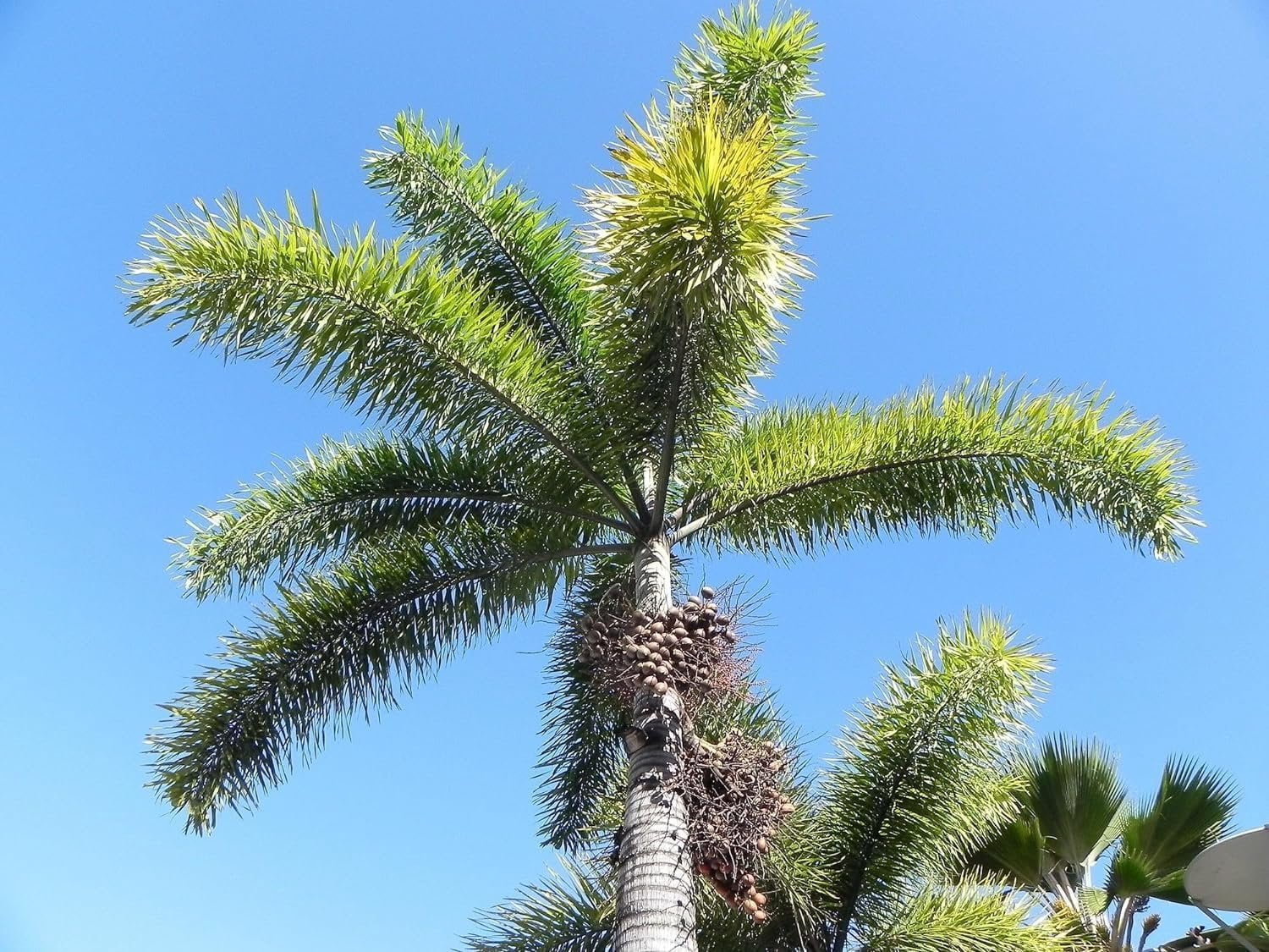 Foxtail Palm - Live Plant in a 3 Gallon Pot - Wodyetia Bifurcata - Rare Ornamental Palms of Florida