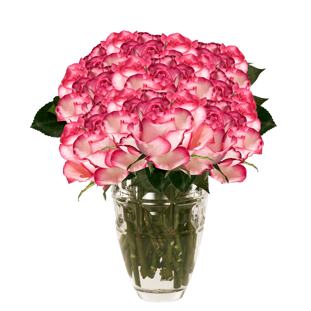75 X Long Stems Of Pale Pink With Dark Pink Tips Carrousel Roses Fresh Flower Delivery Walmart Com Walmart Com