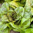 thumbnail image 2 of Freckles Romaine Lettuce Seeds, 1000 Heirloom Seeds Per Packet, Non GMO Seeds, 2 of 8