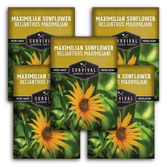 Maximilian Sunflower Seeds for Planting - Native Wildflower - Full Sun Perennial Flower - 5 Packs