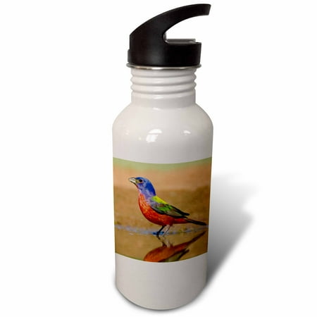

Painted Bunting male bird bathing and drinking - US44 LDI1049 - Larry Ditto 21 oz Sports Water Bottle wb-147131-1