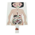 thumbnail image 2 of Modelo de digestivo humano, Material de enseñanza, rompecabezas 3D DIY, partes del cuerpo humano, juguetes educativos para adolescentes y adul, 2 of 8