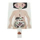 thumbnail image 2 of Modelo de sistema digestivo humano, Material de enseñanza, rompecabezas 3D DIY, partes del cuerpo humano, juguetes educativos para adolescentes y adul, 2 of 9