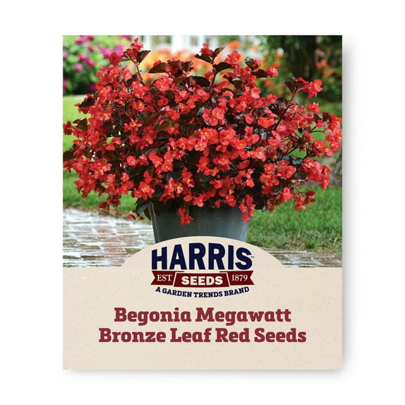 Harris Seeds - Begonia Seeds - Megawatt Bronze Leaf Red Variety - F1 Hybrid - 100 Pelleted Seeds