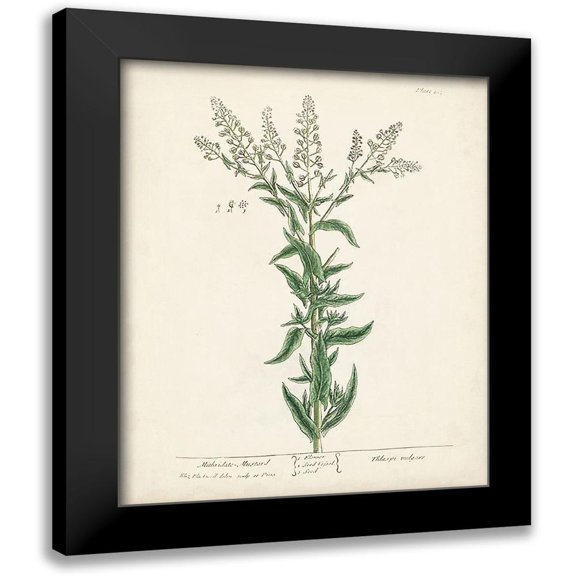 Unknown 12x14 Black Modern Framed Museum Art Print Titled - Antique Herbs IV